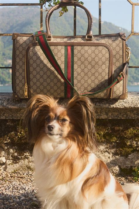 gucci pet heten|mytheresa gucci pets.